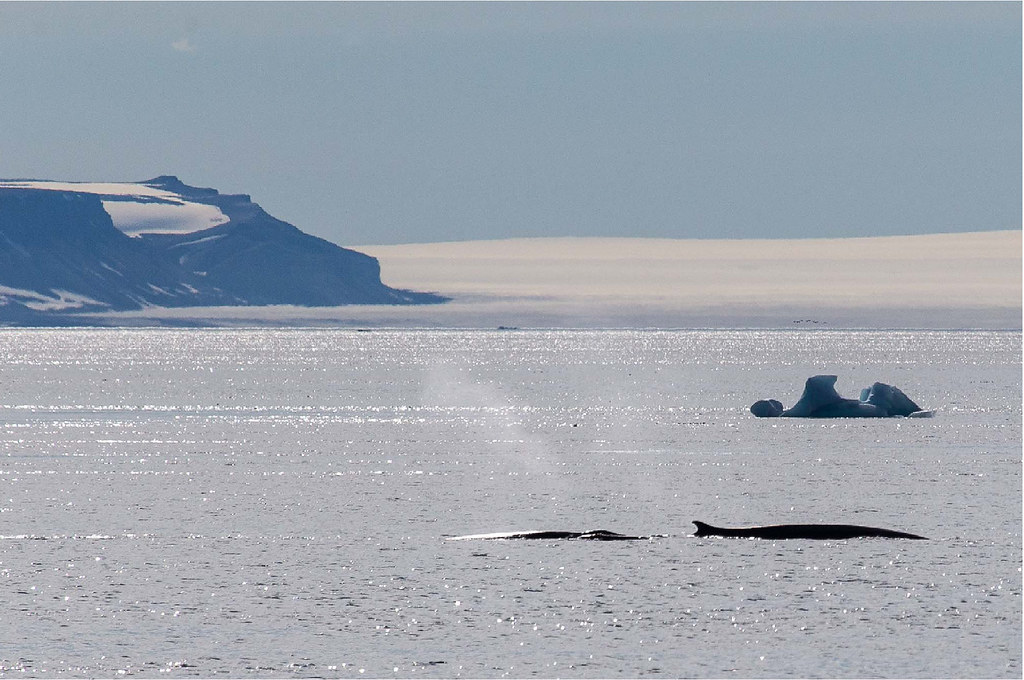 冰島2月份宣布將從2024年起停止商業捕鯨，但尚未正式禁止捕鯨。圖片來源：Flickr／Smudge 9000（CC BY-SA 2.0）
