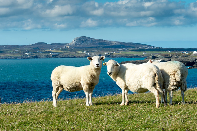 Anglesey sheep