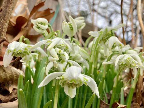 snowdrops