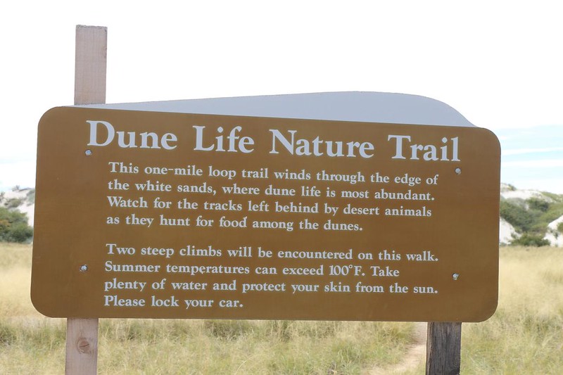 We decided to check out the Dune Life Nature Trail at White Sands National Park because we were sick of driving