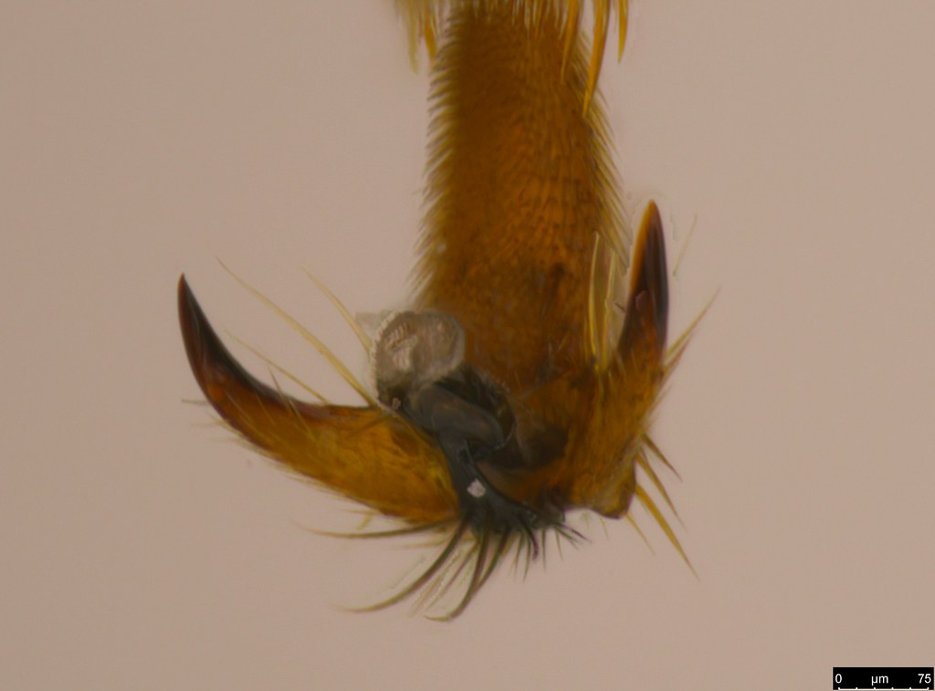 29j - Tricholabus sp.