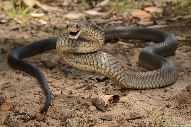 Eastern Brown Snake (Pseudonaja textilis). South-west Sydney, NSW