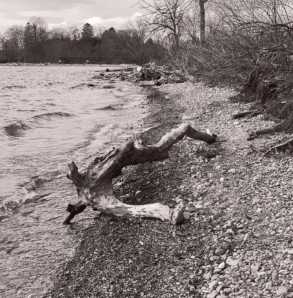 interesting looking driftwood and a dead tree on the shore of Lake Ontario at the waterfront trail from Rotary park to the bridge across Duffins marsh in Squires beach , photograph converted to black and white using the Flickr Litho filter , April 4. 2022