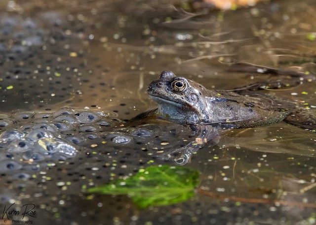 Common Frog & Spawn