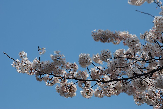 黒門跡緑地の桜