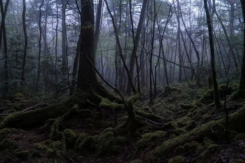 Aokigahara ( suicide forest )
