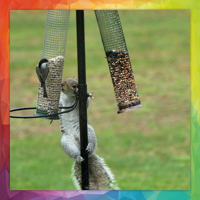 Nuthatch and Squirrel Sharing The Feeder