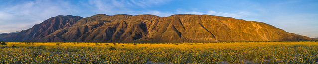 Anza Borrego Desert State Park Desert Sunflower Wildflower Superbloom Southern California Desert Super Bloom Wild Flowers!  Dr. Elliot McGucken Fine Art Landscape Nature Photography Master Fine Art Photographer 45EPIC 45SURF!