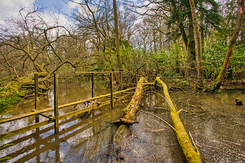 hampshire woodland rotherwick wetreflections fallentrees old bridge