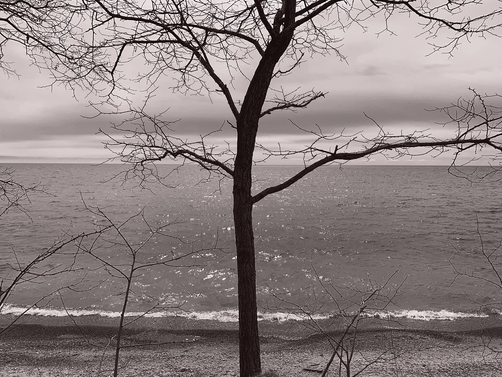 Beautiful tree on the shore of Lake Ontario in the background , viewed from the waterfront trail in Squires beach , photograph converted to black & white using the Flickr Litho filter , cropped photograph , Martins photograph , Ajax , Ontario , April 2022