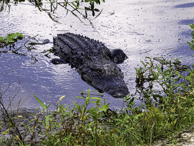 Alligator, Myakka River State Park, Florida