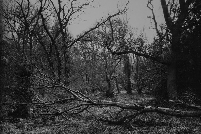 Hyons Wood, Tower Press 2x3 (6x9) with Buschman Pressomatic 105mm, Ilford Orthoplus in HC110, Silver Gelatin Print on Ilford MG RC Satin Paper