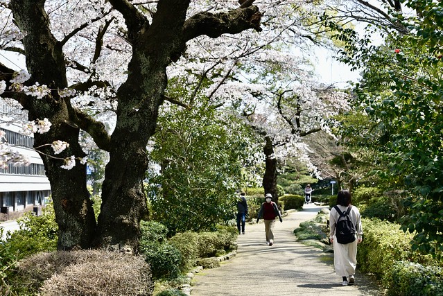 黒門跡緑地の桜