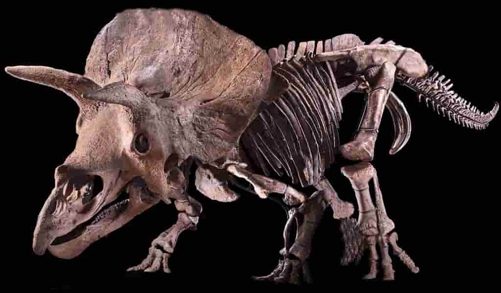 Un tricératops appelé Big John semble avoir été poignardé à la tête