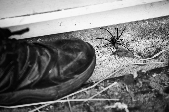 Doorstep Spider 3