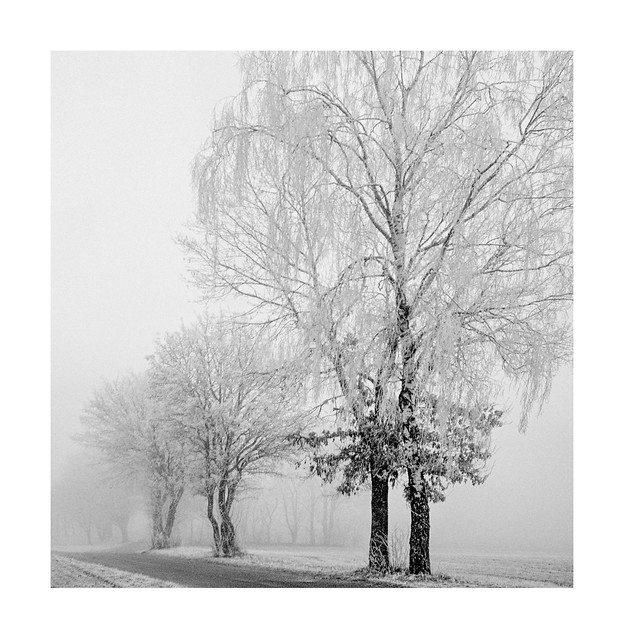 Trees in mist and white frost