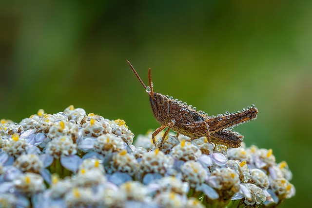 Grashüpfer - Grasshopper