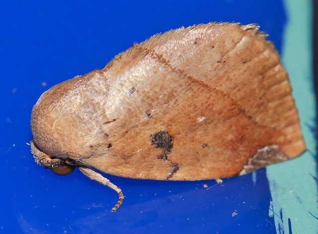 Dead leaf moth Negeta sp aff contrariata Westermanniinae Nolidae Noctuoidea Mandalay rainforest Airlie Beach P1400585