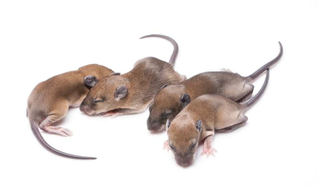 des-ratons-nés-de-spermatozoïdes-produits-artificiellement