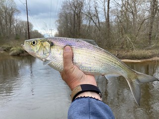 Photo of white perch