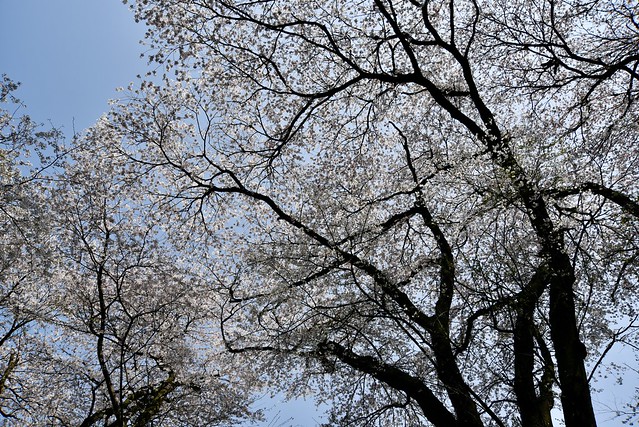 白鳥路から兼六園下の桜