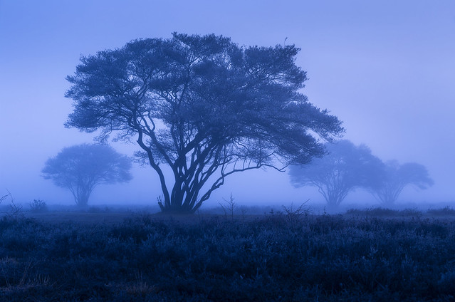 foggy blue hour