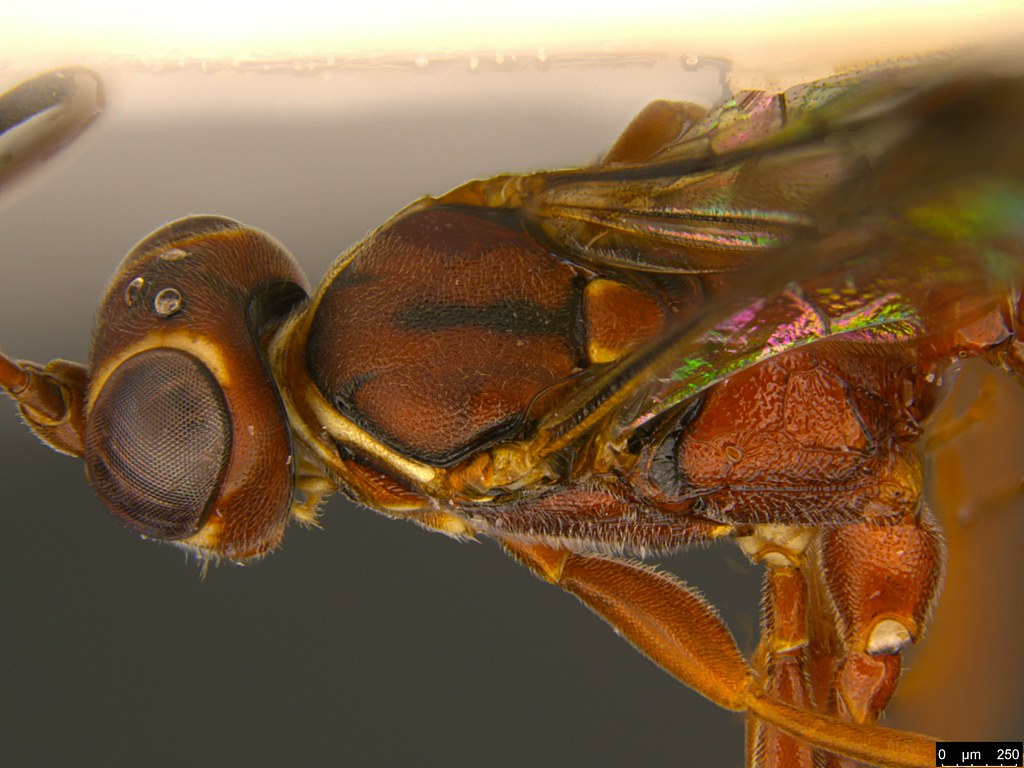 30e - Ichneumonidae sp.