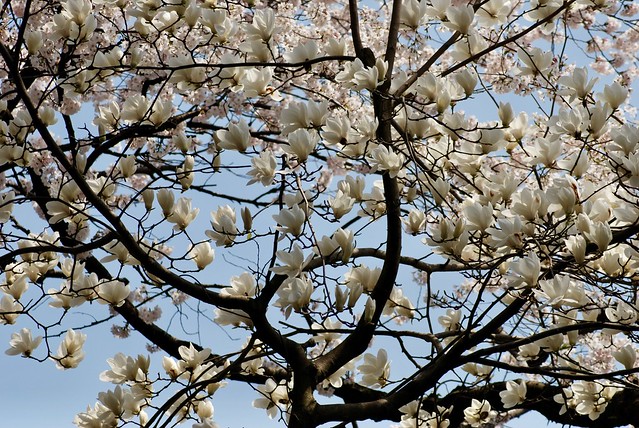 白鳥路から兼六園下の桜