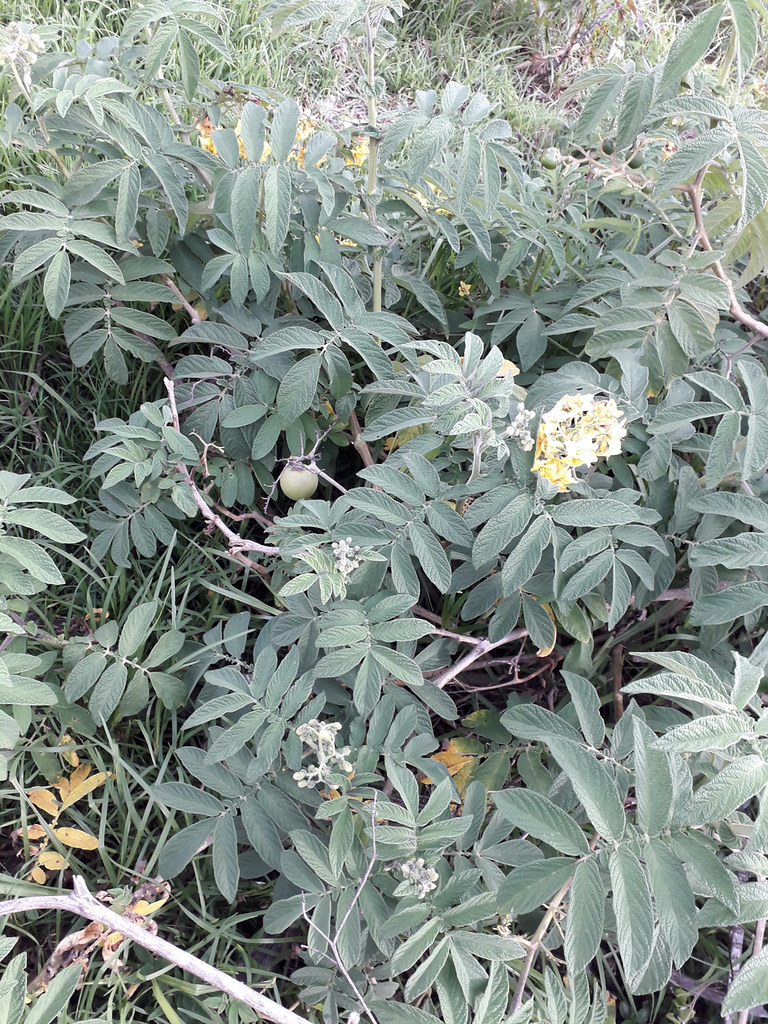 01908 Solanum juglandifolium, SACHA PAPA