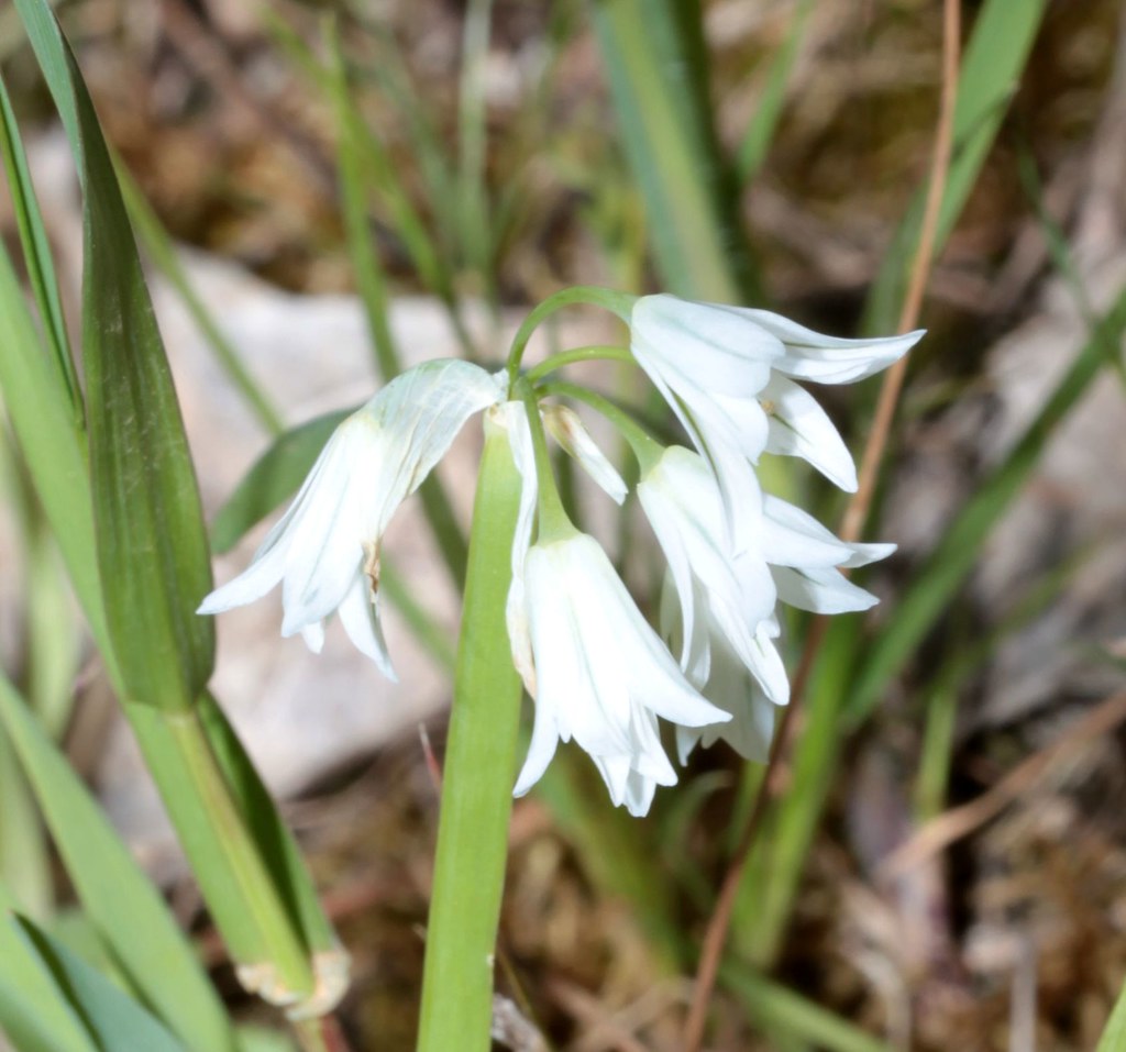 Allium triquetrum | Sardegna, Uri (Rio Carrabusu) 5 aprile 2… | Pietro ...