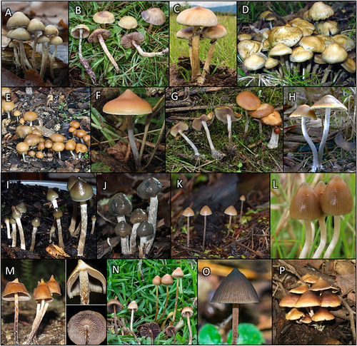 Mushrooms from the genus Psilocybe