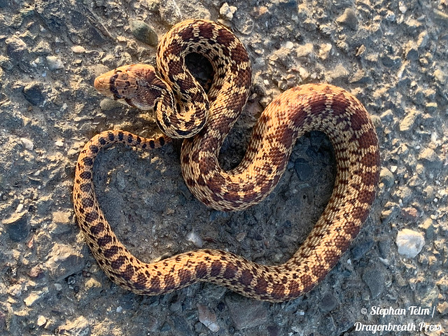 Bluffing juvenile Pacific gopher snake