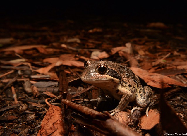 Eastern Banjo Frog (Limnodynastes dumerilii dumerilii). South-west Sydney, NSW