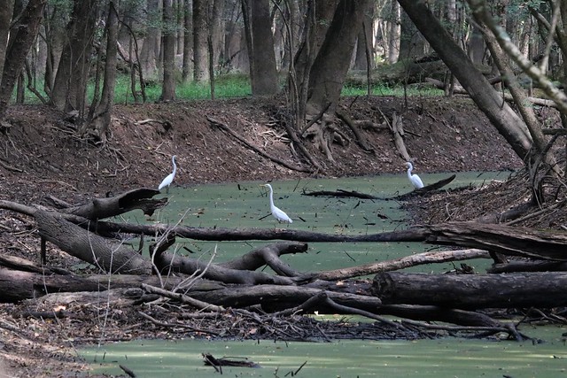 Great Egrets in the woods