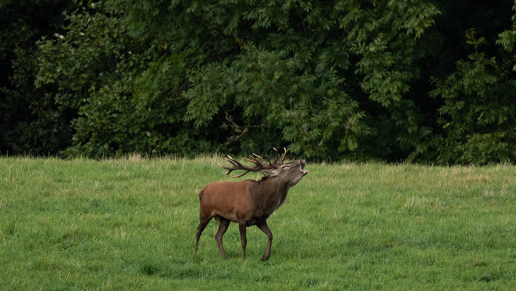 Passion brame Cantal 2021. Cerf 14 cors