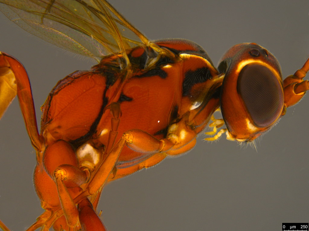 30b - Ichneumonidae sp.