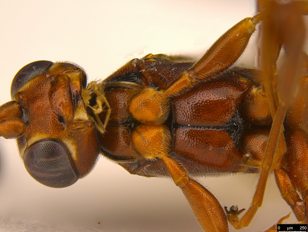 30f - Ichneumonidae sp.