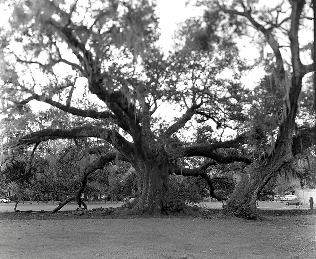 Large Format - Massive Oak Tree, Audubon Park