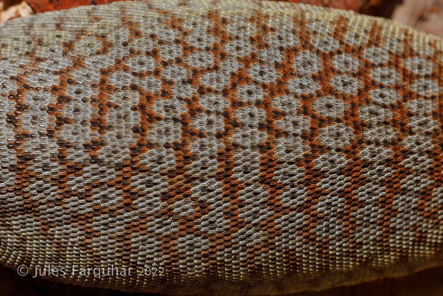 Freckled Monitor (Varanus tristis orientalis)