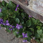 violets by the wall...