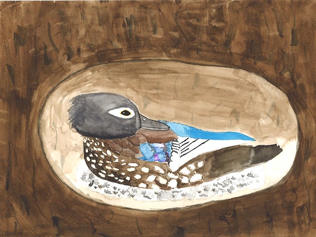 Wood Duck in watercolors & ink by Hallie Tysver, Second Place Group 2