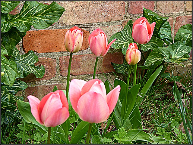 Six Tulips......