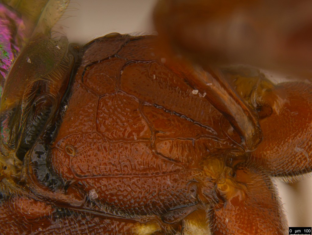 30g - Ichneumonidae sp.