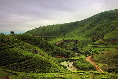 tea plantation landscape cukul pangalengan jawa barat indonesia bandung scenery
