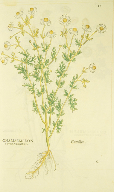 Chamaemelon levcanthemon =: Camillen =:  Chamomile Plant