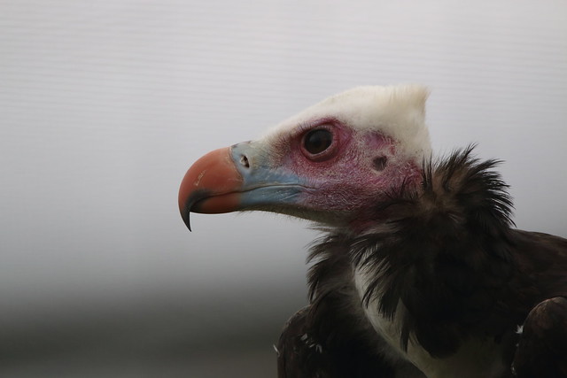 White-Headed Vulture