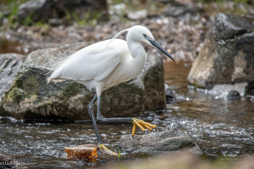 Dipping His Toes | by Malc H