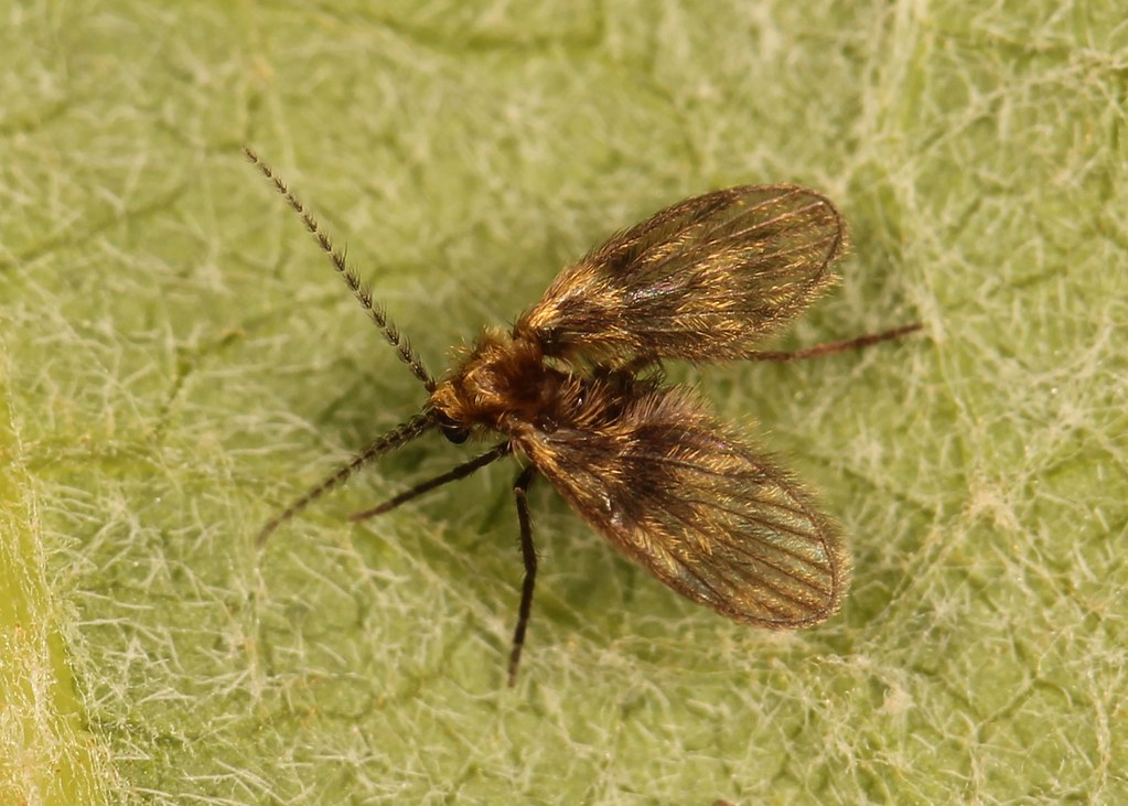 Trichomyia urbica (Psychodidae)