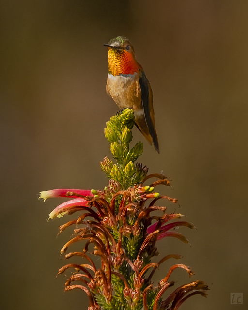 UCSC Hummingbird 3