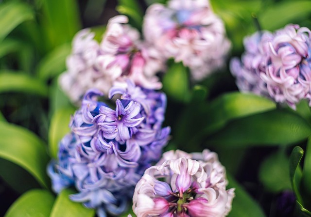 Hyacinths in the garden